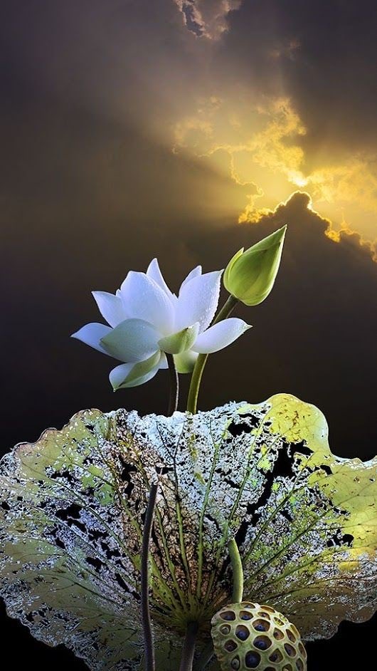 renujaiho's tweet photo. Be bold be confident, trust your gut 'n believe in yourself,
Keep doing the right things all that makes life meaningful.
The duty we owe ourselves is greater when we speak for ourselves
That is when one can affirm 'n manifest care for others.
#Sendandreceive #positivevibesonly https://t.co/A8ZAb2R5L2