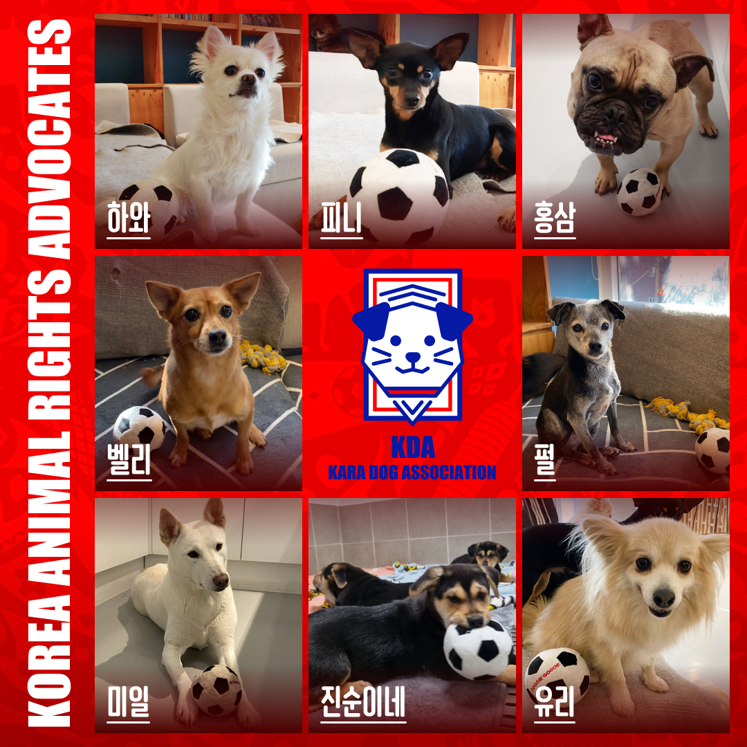 ekara_org's tweet image. 🐶: 입양 내일 가면 되는거 아님?
👥: 유기견들은 편견 땜에 입양 잘 못간대..
🐶: 알빠임?

간절한 마음으로 입양을 기다리는 우리 대한민국 강아지 선수들을 소개합니다.

강아지 선수들 보기 &amp;gt; blog.naver.com/animalkara/222…