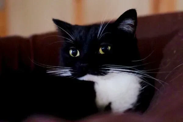 「こんなとろけたω見たことない」 クッションでくつろぐ猫の「口元の緩みっぷり」に反響!|ねこのきもちWEB MAGAZINE  