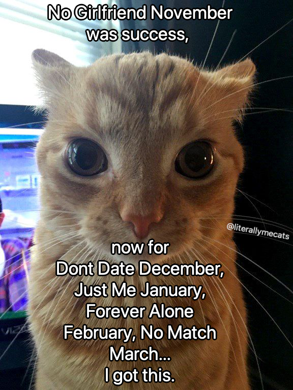 LiterallyMeCats tweet media