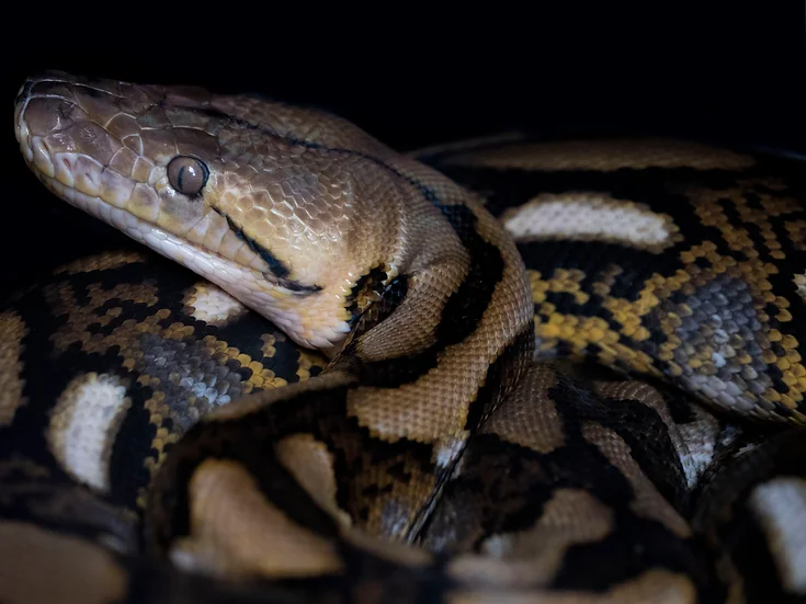 EmeraldScales's tweet photo. Price reduced on the final four reptiles that will be on Emerald Scales... ever..? Maybe? Probably.

If weather is too cold, or shipping delays are too long, we'll hold onto them for as long as is necessary after you place your order. https://t.co/M8gGOisnE2