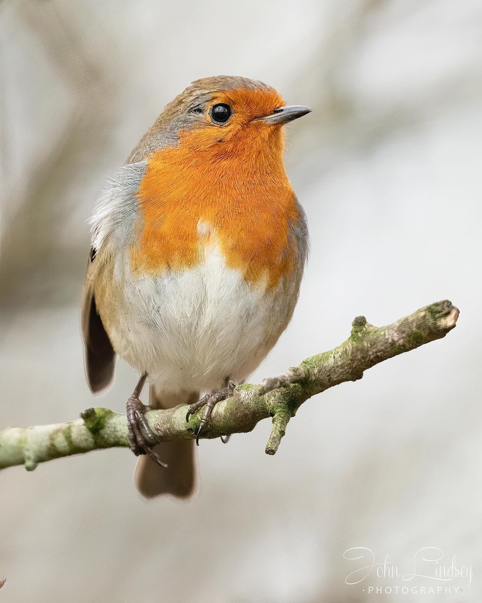 JLPhotos83's tweet photo. Happy #MondayMorning to the #TwitterNatureCommunity. It’s #Monday again. A new #week and a week closer to #Xmas. Feeling #feative ? Here a winter #Robin. @WildlifeMag @UKNikon @_BTO @Natures_Voice @BBCCountryfile @Bbcspringwatch Have a great #Days. #MondayMotivation https://t.co/vlcqzhSxCP