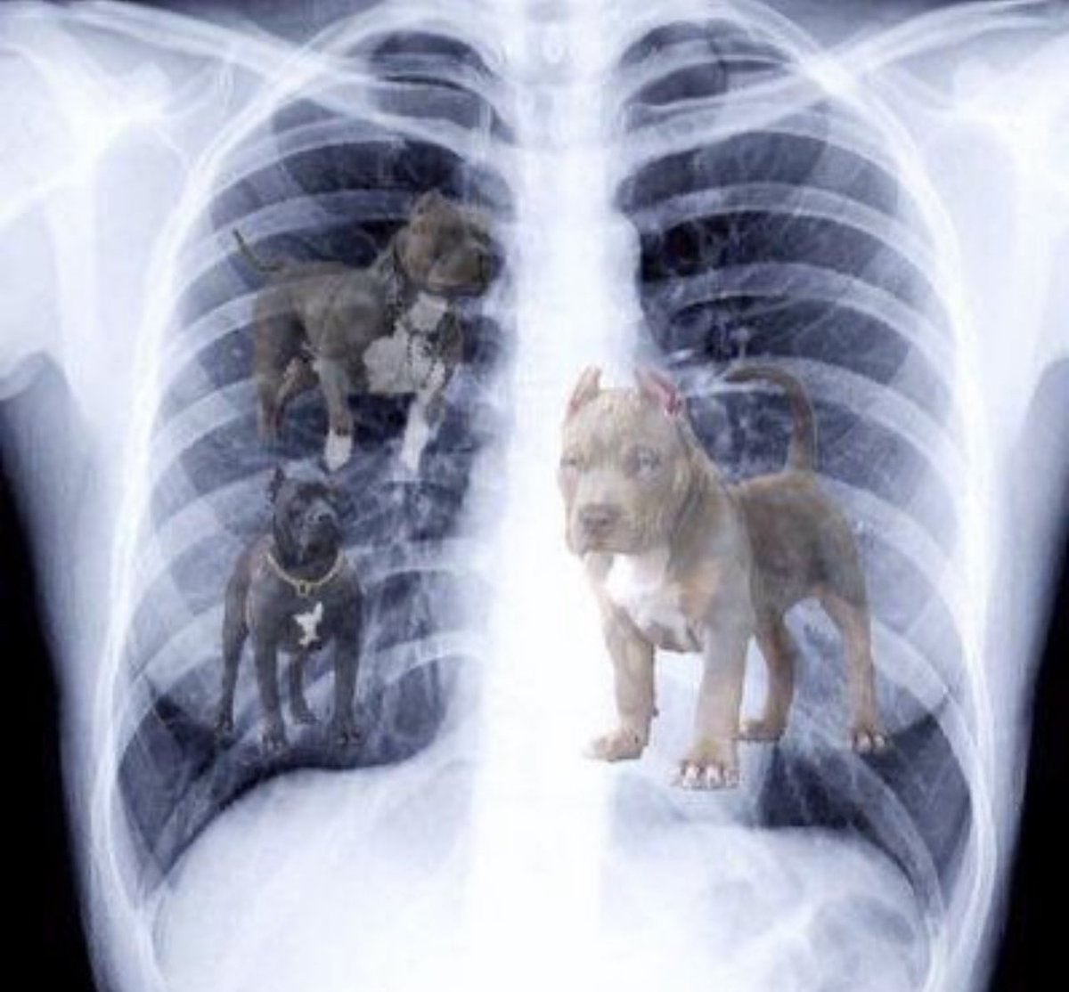 HonoredAudios's tweet photo. @LoTalksTooMuch ‘s x-rays came in https://t.co/FyMXDc5Wgh