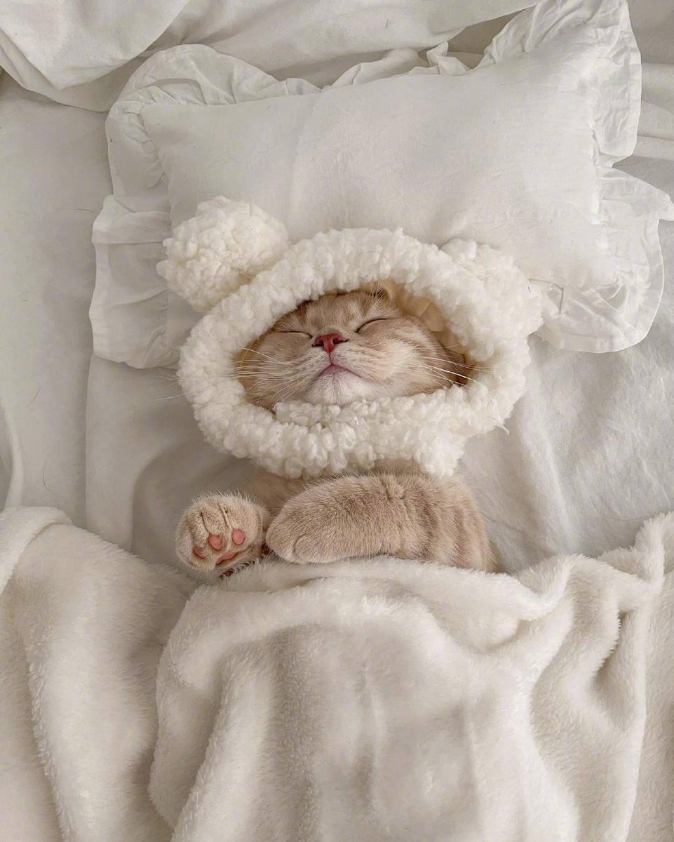 Take_Meow_Hand's tweet photo. Sleep with my toys 🥰🥰🥰 https://t.co/fiwFLQcK2w