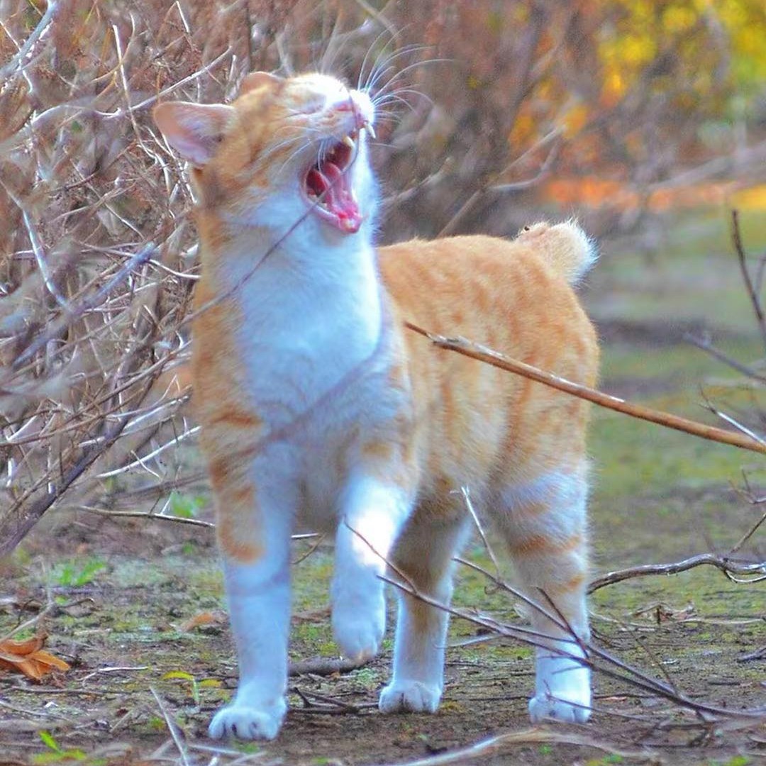 Take_Meow_Hand's tweet photo. Stay away from meeeee 😠 https://t.co/otOprQ009P