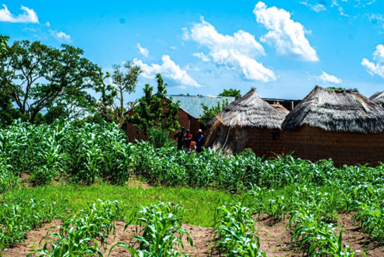circbioalliance's tweet photo. #CBALivingLab in Nigeria had by Sept 2022 provided training and capacity building to 2567 farmers in applying agroforestry and management of their farming enterprises. They were also trained & encouraged to adopt organic production & environmentally sustainable farming systems. https://t.co/HTpYmtDgag