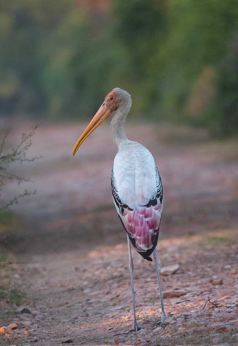azizk20's tweet photo. Painted stork
Bharatpur bird sanctuary, Rajashthan, India
November 2022 https://t.co/mW6JTnJUST