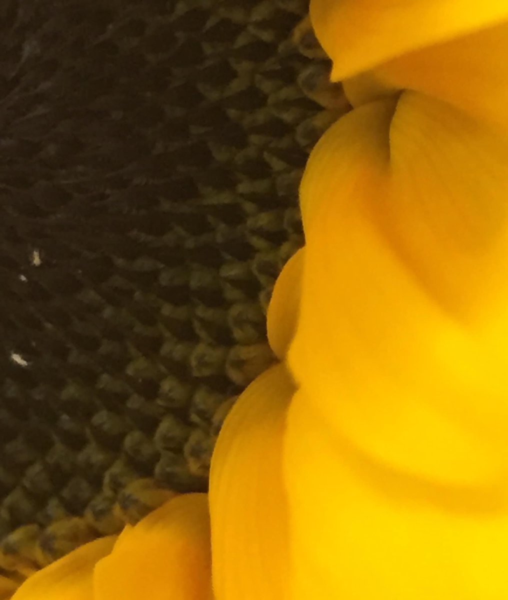 DizzyBigIsland🌋🧷 tweet media