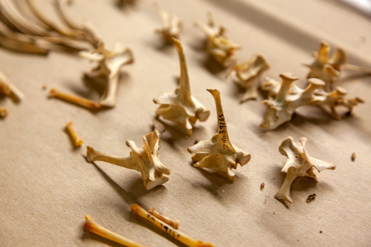 WestCoastFossil's tweet photo. Isn't it just amazing that we have the opportunity to see and learn about creatures this small? 
Visit our lab by taking a guided tour and see how we sort and organise all of the smaller fossils 🐸

https://t.co/wnxS6dfTnh https://t.co/EootBmyg4B