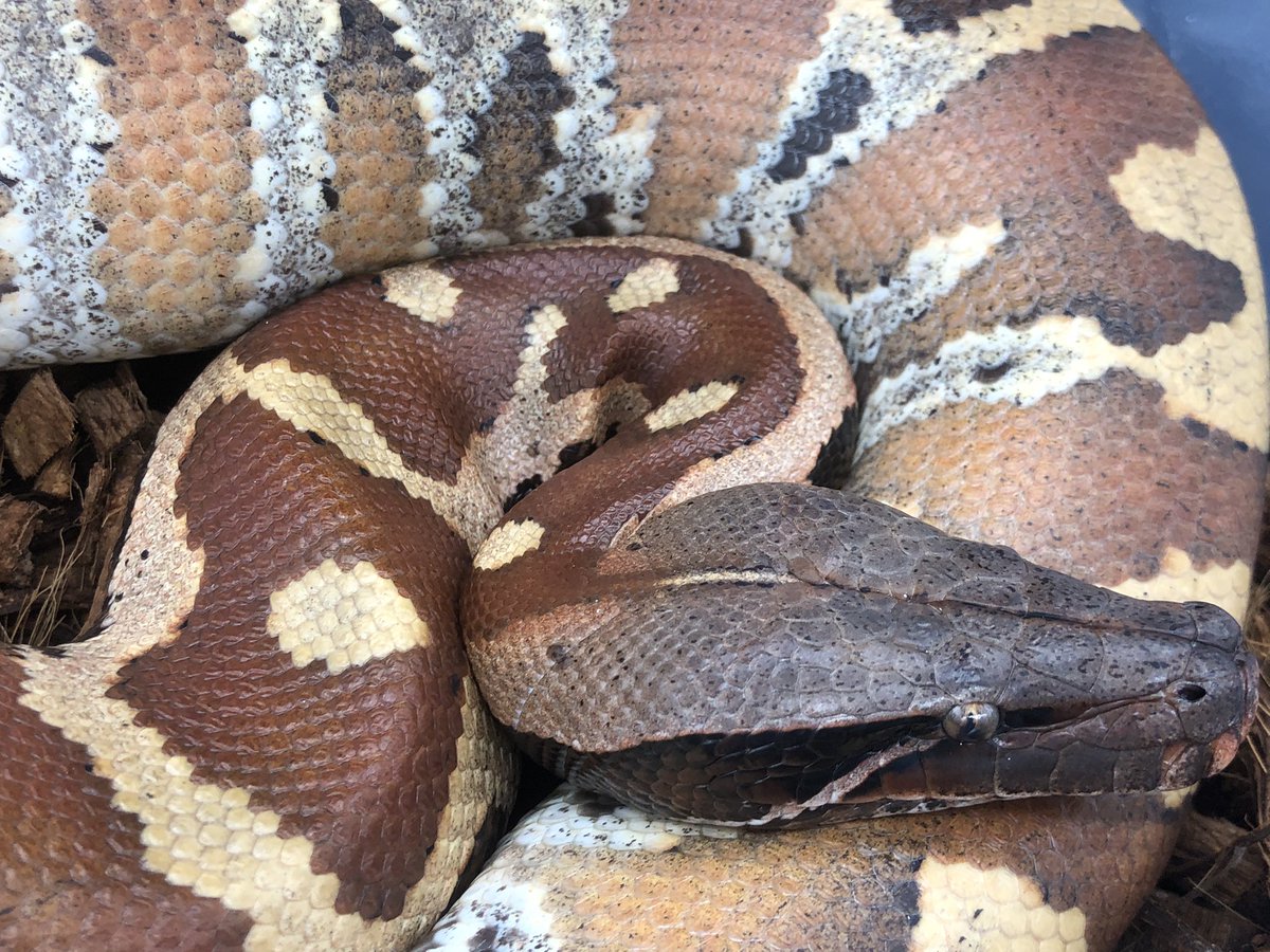TenwaReptiles's tweet image. 販売個体写真
ブラッドパイソン
バンカ♂
まあまあ触れる子笑笑
#ブラッドパイソン
#bloodpython