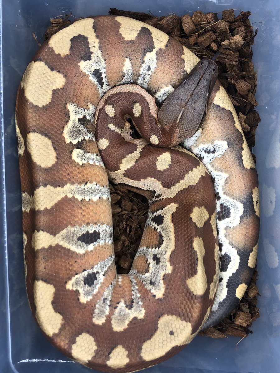 TenwaReptiles's tweet image. 販売個体写真
ブラッドパイソン
バンカ♂
まあまあ触れる子笑笑
#ブラッドパイソン
#bloodpython