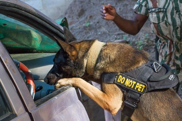 WCPZambia's tweet photo. DNPW has numerous detection dog units around the country. These highly skilled animals can detect numerous products including elephant ivory, pangolin scales, bushmeat and rhino horn.
#SayNoToIllegalWildlifeTrade
#ProtectWildlife
#WildlifeCrime
#DNPW
#DDU
#WCP https://t.co/JE11lYIVX7