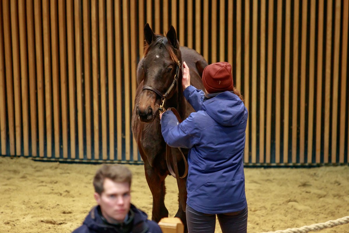 ArcadiaElevage's tweet photo. 💫Great result in the ring for this colt from the first crop of Persian King o/o Miss Monde who was the top priced foal on Sunday when selling for €160,000 to @A_C_Elliott.

👏Congratulations to his breeders for breeding such a nice colt &amp; best of luck to his new connections! https://t.co/bo9sWTNqIi