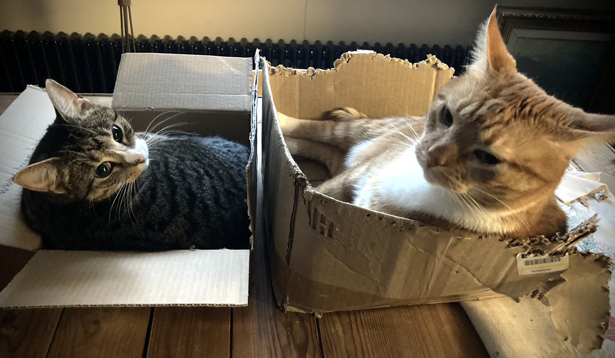 muatiaiskissa's tweet photo. Aamun kissat.
#kissapöydällä #thinkinginsidethebox https://t.co/z3I6xeNgzb