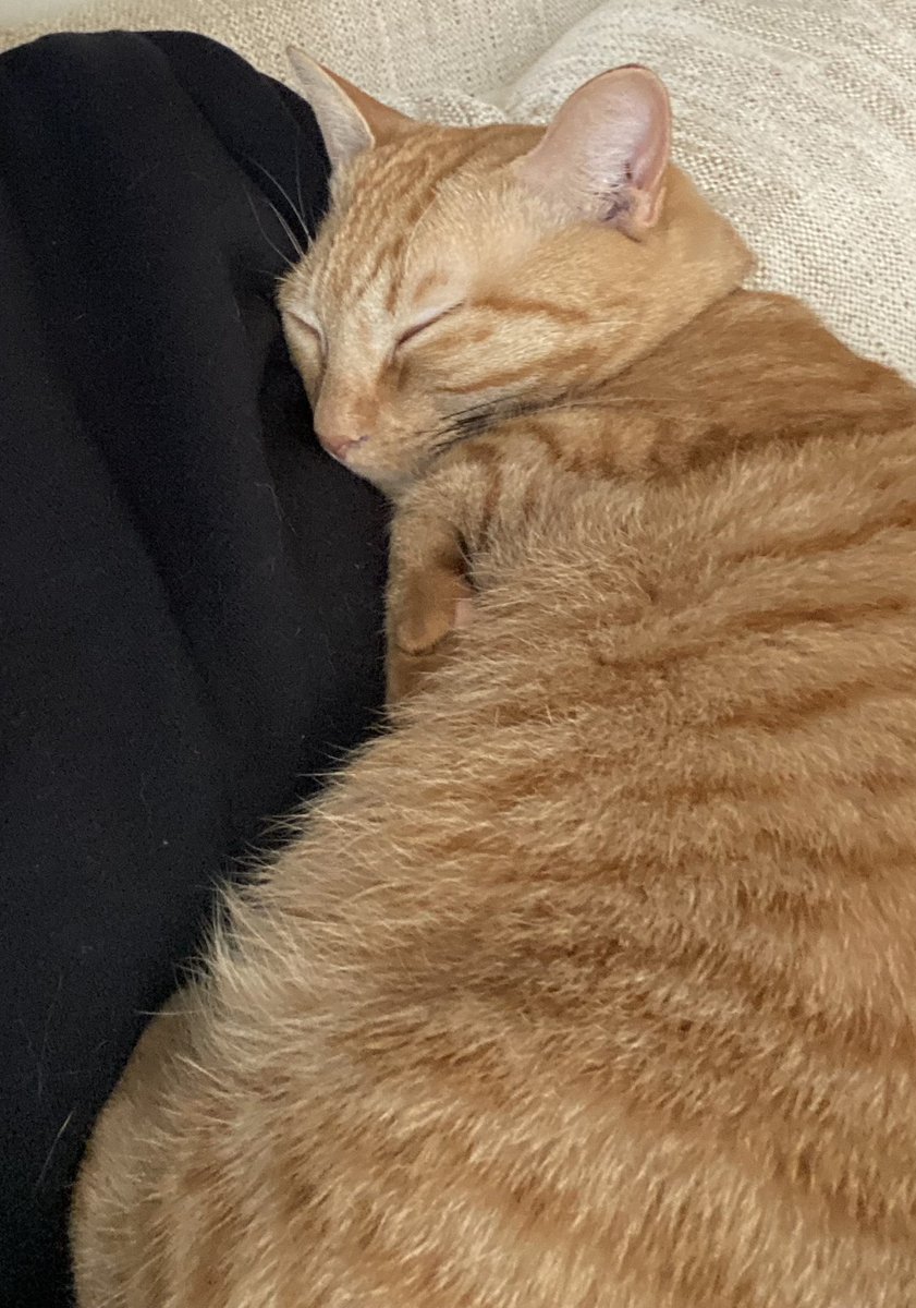 jam_0605's tweet photo. 腕の中で眠る系猫

#cat #猫 https://t.co/YtYQeW17yG
