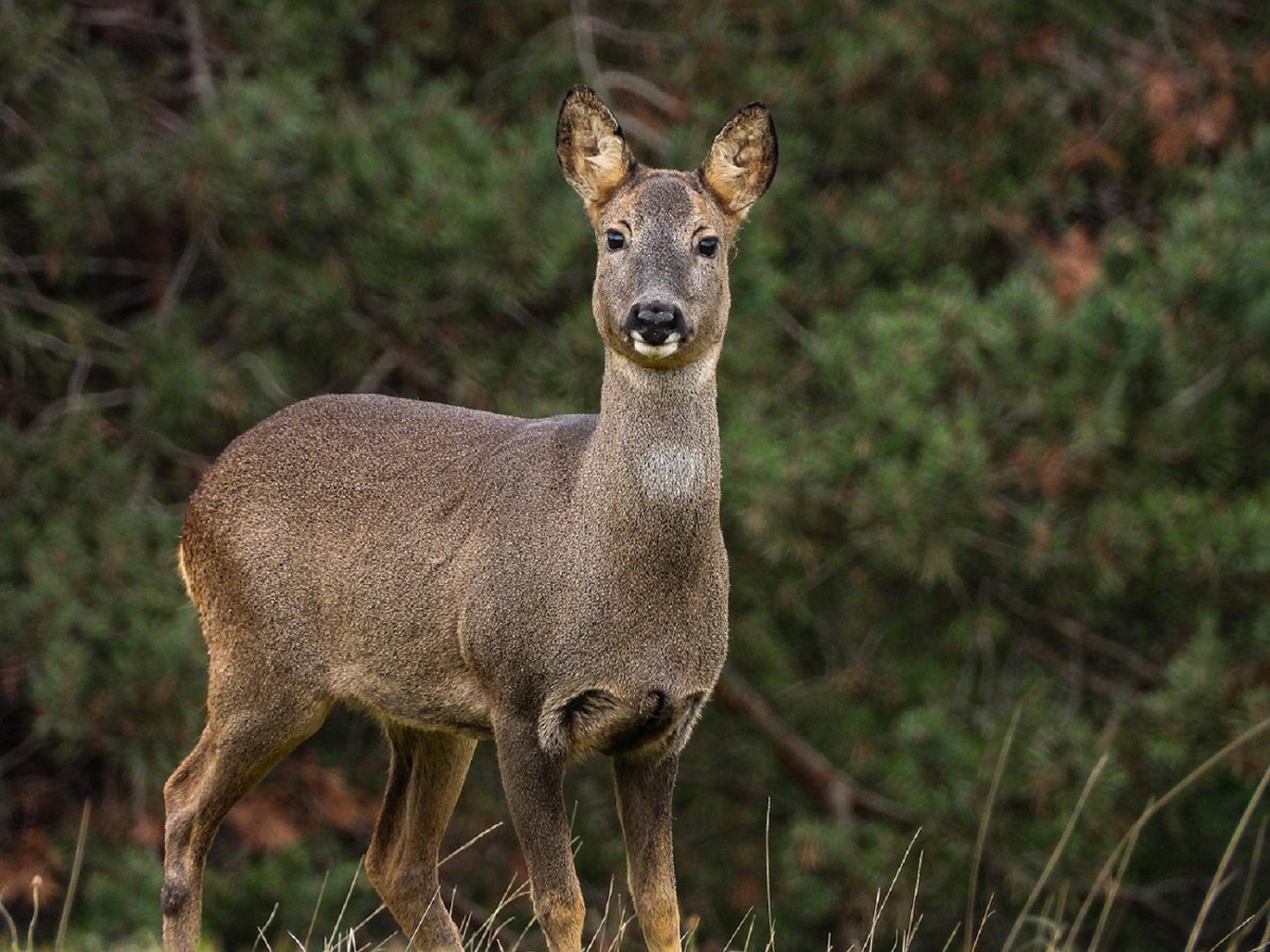 Lluis_Giro's tweet photo. Empezando el lunes con una bonita corza buenos días🌞
#corza #wildlife #beautiful #MondayMotivation #nature #NaturalBeauty #WomanLifeFreedom https://t.co/l6AvHIOAWq