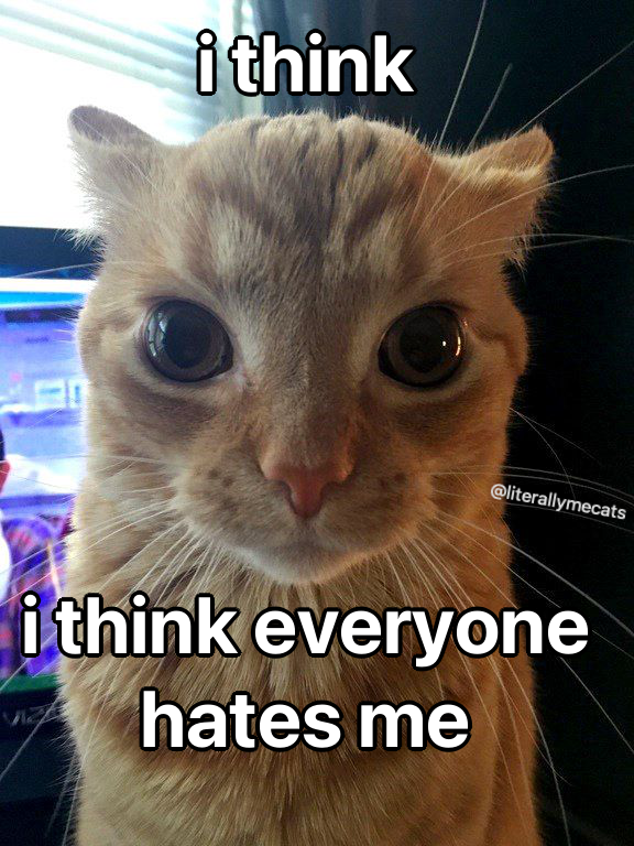 LiterallyMeCats tweet media