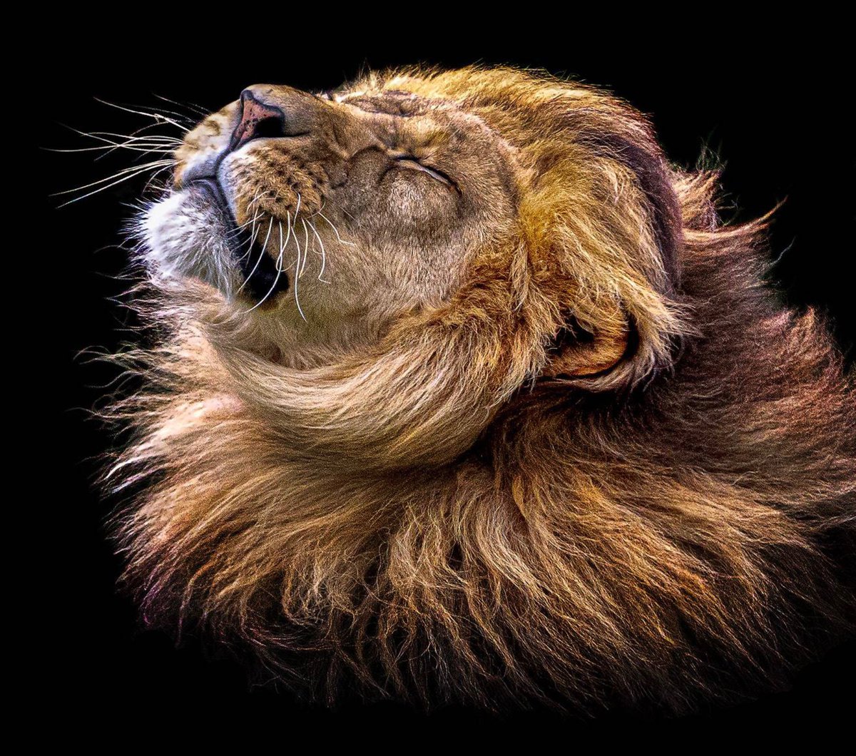 Happy Monday..!

🦁 🦁 🦁 🏴󠁧󠁢󠁥󠁮󠁧󠁿 

#wegoagain 👊🏻