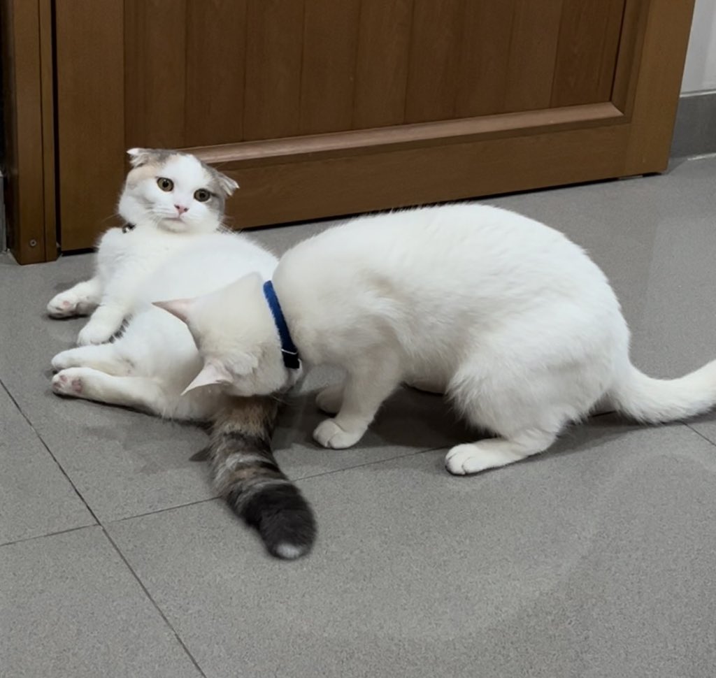 🐈 Kenapa kucing suka saling cium pantat begini ya?