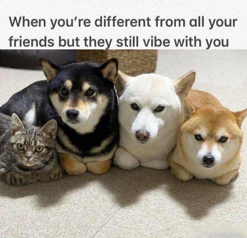 WholesomeMeme's tweet photo. https://t.co/NMUbdh3Se6