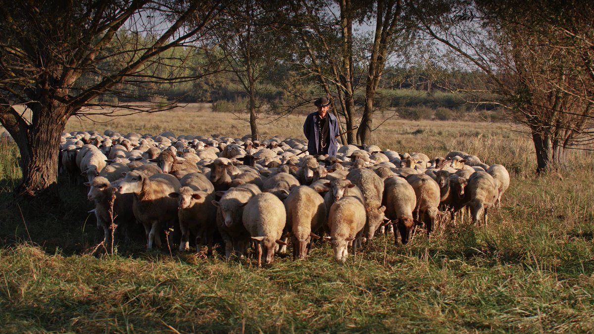 In 'An afternoon on the Pasture' the Hungarian herder László Sáfián explains how he practices close-herded grazing on a patchy semi-natural pasture. 👉Discover the secrets of traditional Hungarian herding through the #perspectivesonpastoralism Film Festival #IYRP2026