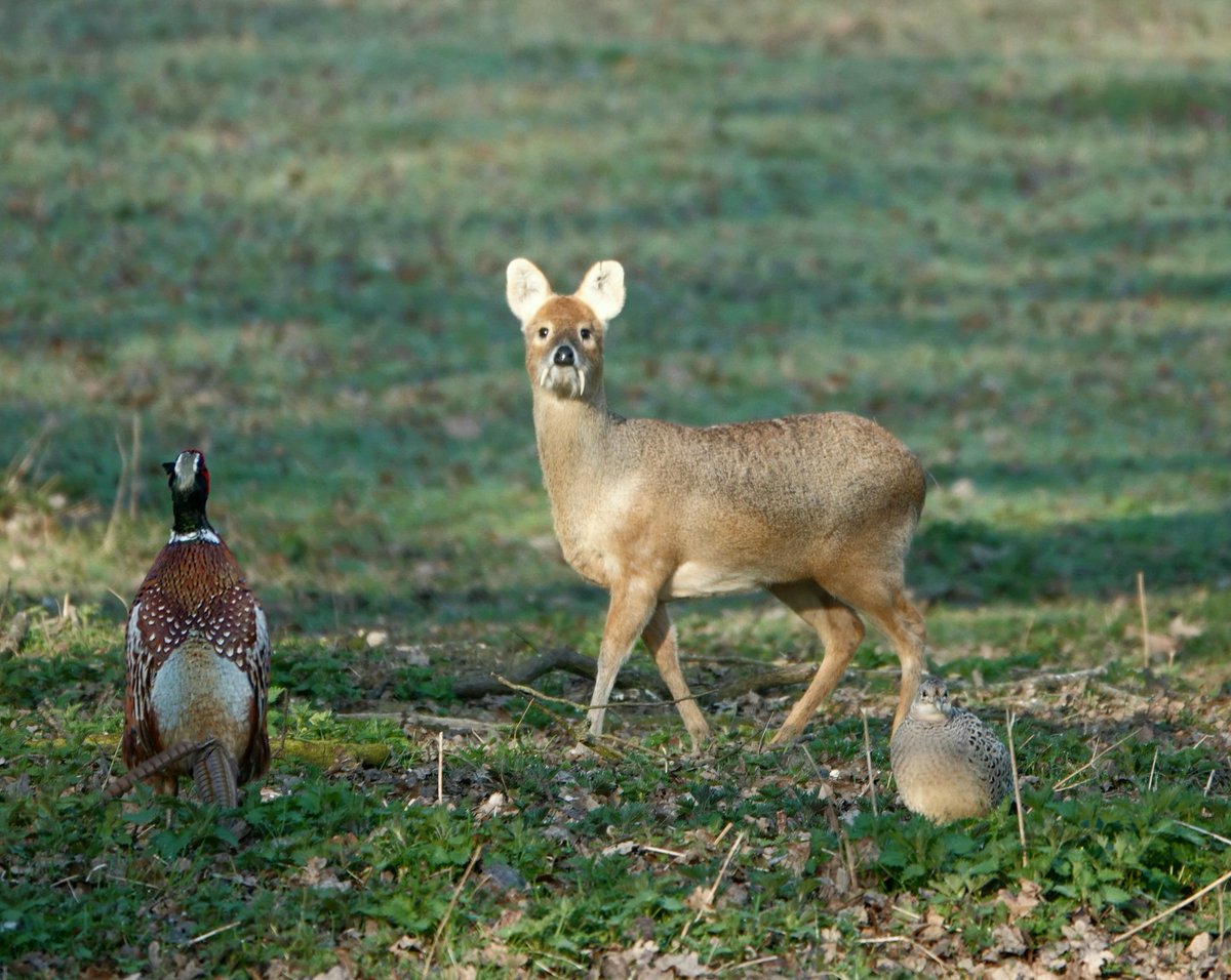 A 'stand off' in Althorp park!
Conservation@althorp.com  #chinesewaterdeer #deerpark #spencerestates