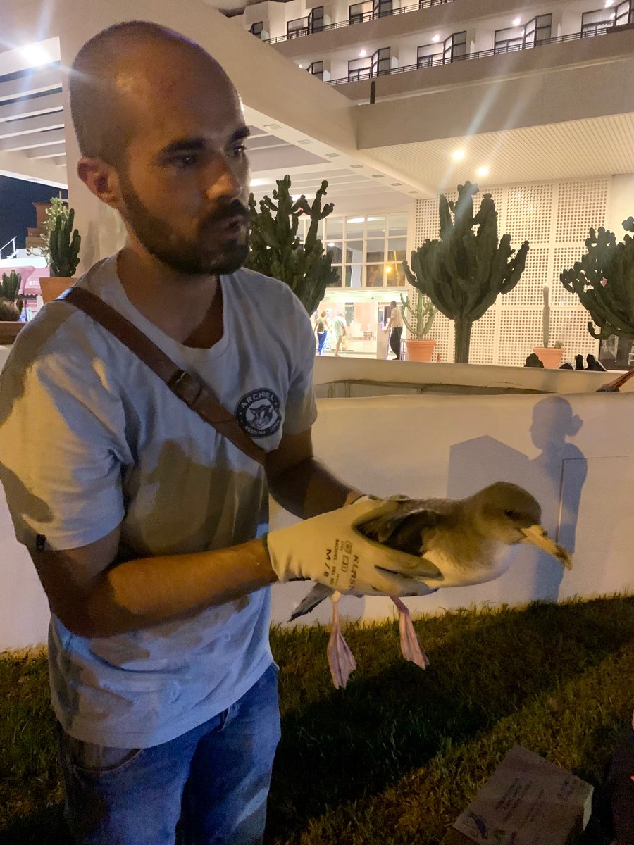 MedioNaturalTF's tweet photo. Hoy es el día Internacional del #Voluntariado.  Desde el @CabildoTenerife  agradecemos con el corazón a todas aquellas personas voluntarias que dedican su tiempo para que esta isla sea más segura y más amable con el medio ambiente. ¡Feliz día del voluntariado! https://t.co/tHjDmgwFMC