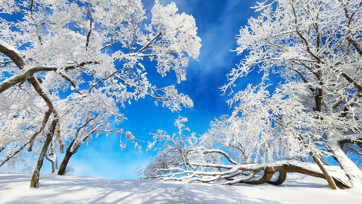 JilinChina's tweet photo. 💙It's that time of the year again! Delicate, mesmerizing layers of #rime elegantly cover the trees on Sifang Mountain in Tonghua city, #Jilin province – turning the mountain into a fairy tale world wrapped in silver. 💫💫#BeautifulJilin https://t.co/ebZRAlB94O