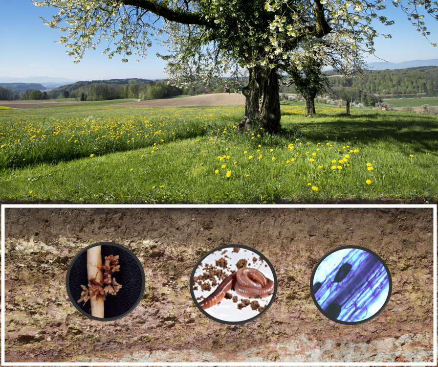 vandeHeijdenLab's tweet photo. Happy #WorldSoilDay!

It is appealing to discover soil secrets and investigate the imporance of #soil biodiversity and perform soil ecological engineering for making agricultural systems more sustainable.

see: https://t.co/D9acyPCC9h
see: https://t.co/6RVfubdQMs https://t.co/toyB8PWuwY