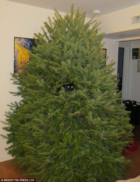 "Do you have a moment to talk about our lord and savior Yggdrasil?"