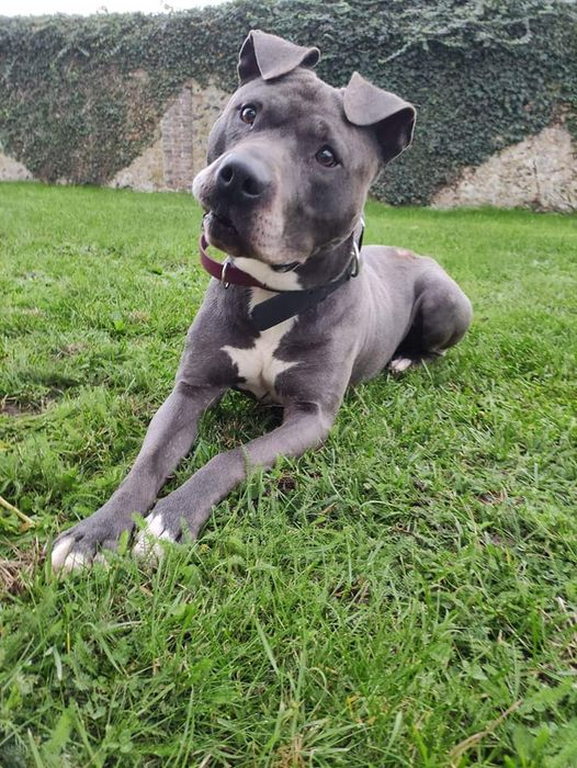 BRINDILLE851's tweet photo. Les Paniers Du Coeur Il en va de sa survie MEIKO se mutile par le stress dans son box Il à 6 ans c'est un Staffordshire Terrier lof. C est une boule d amour obéissant câlin on évitera chien mâle et chat Permis de détention demandé Chaque loulou mérite un vrai foyer.  Dpt 27/61 https://t.co/Z4yRBFCZNu