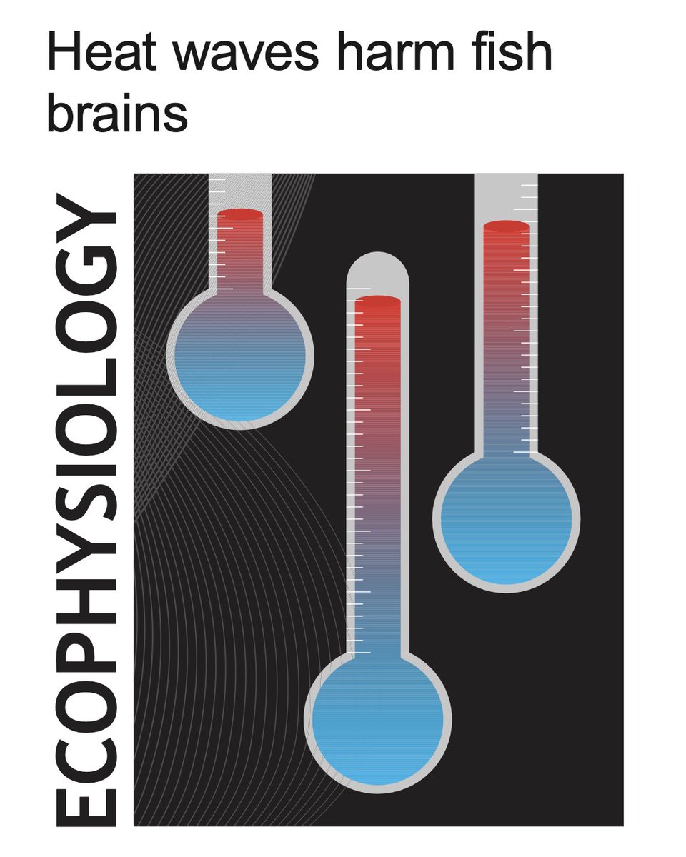FredrikJutfelt's tweet photo. Does the brain limit thermal tolerance? What about oxygen?

In this excellent Outside JEB, Giulia Rossi @giuliasrossi explains the findings of our recent paper. 

@AnnaHAndreassen
@FlorenceKermen 
@J_Exp_Biol

https://t.co/ra4UlcdeuQ https://t.co/WVPNKAGrJ5