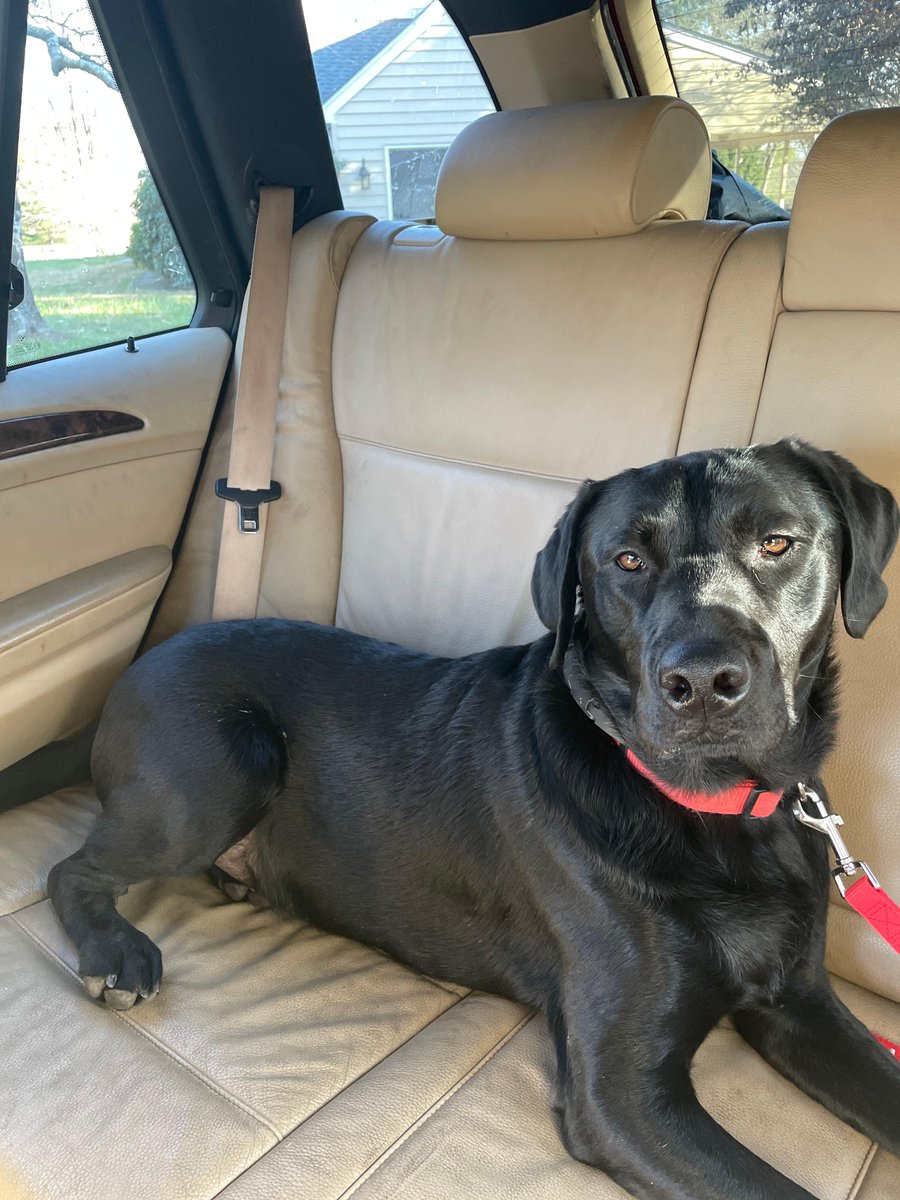 TheDuncandc's tweet photo. Do you know anyone who wants a new dog? Emmett is a happy and healthy two year old black lab Looking for a good home. Contact us if you know someone interested. https://t.co/Bc6eorEcdL