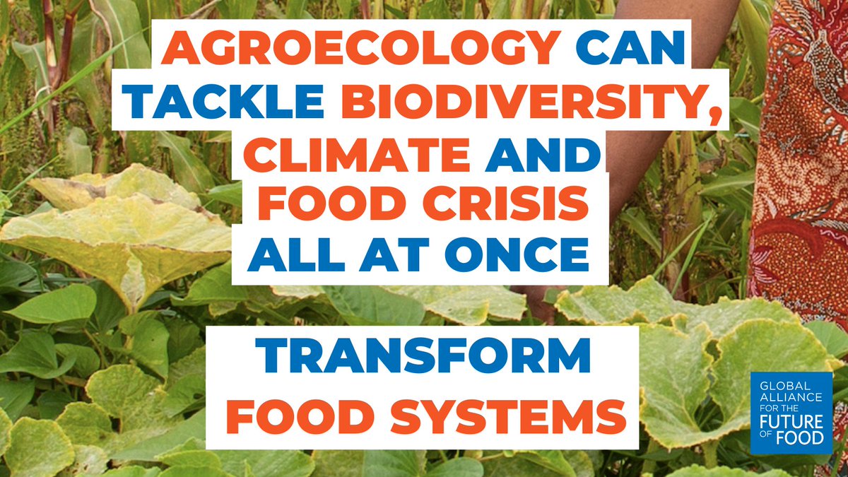 🚨Food systems are the main driver of biodiversity loss. Without transforming food systems, we will be unable to reverse biodiversity loss!🚨

#COP15 must support biodiverse food systems that work with nature, and are resilient to climate change and other shocks in the system.