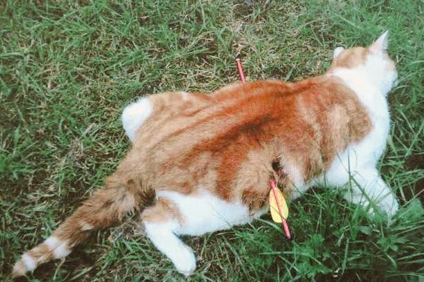 sheikhreacts's tweet photo. #SaveCats #FightForCats #cats πΏ https://t.co/0crUriMTFS