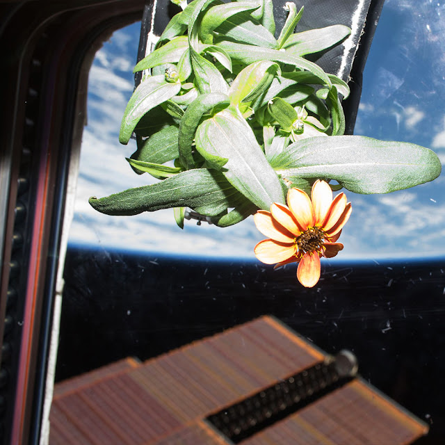 This is the first flower ever grown entirely in Space.
Credit: NASA
