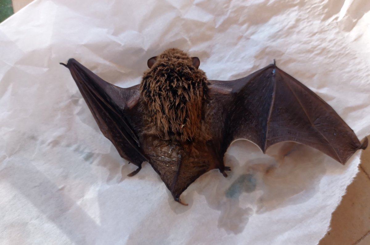 Je viens de sauver cette chauve souris de la noyade. Un conseil pour la suite ?