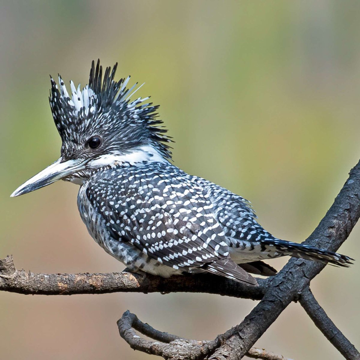 The Wild Bird Trust tweet media