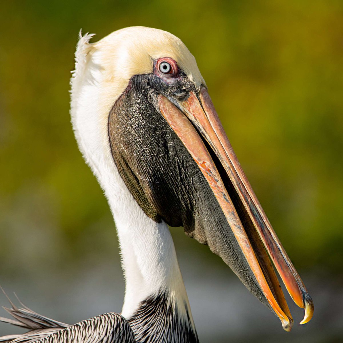 Top 10 Wild Bird Photos Award winners - Plungers View all 10 winners - wildbirdrevolution.org/post/6142 Crested Kingfisher📷Mahesh Jagdale Patil in India. Atlantic Puffin📷Edwin Godinho in the UK. River Tern📷Indranil Bhattacharjee in India. Brown Pelican📷Tim Nicol in the USA.