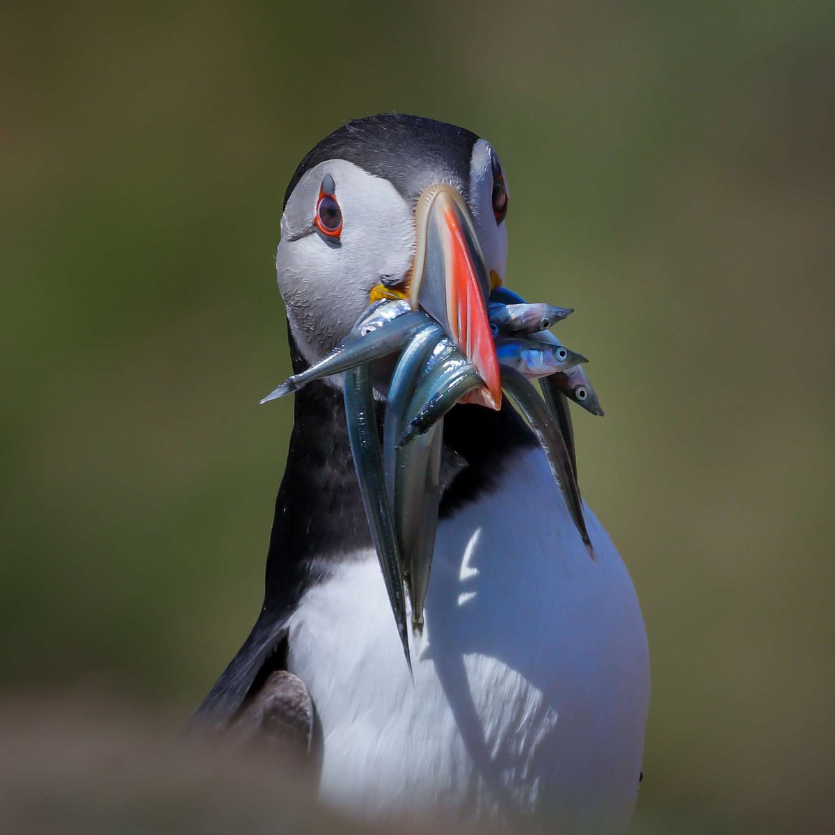 The Wild Bird Trust tweet media