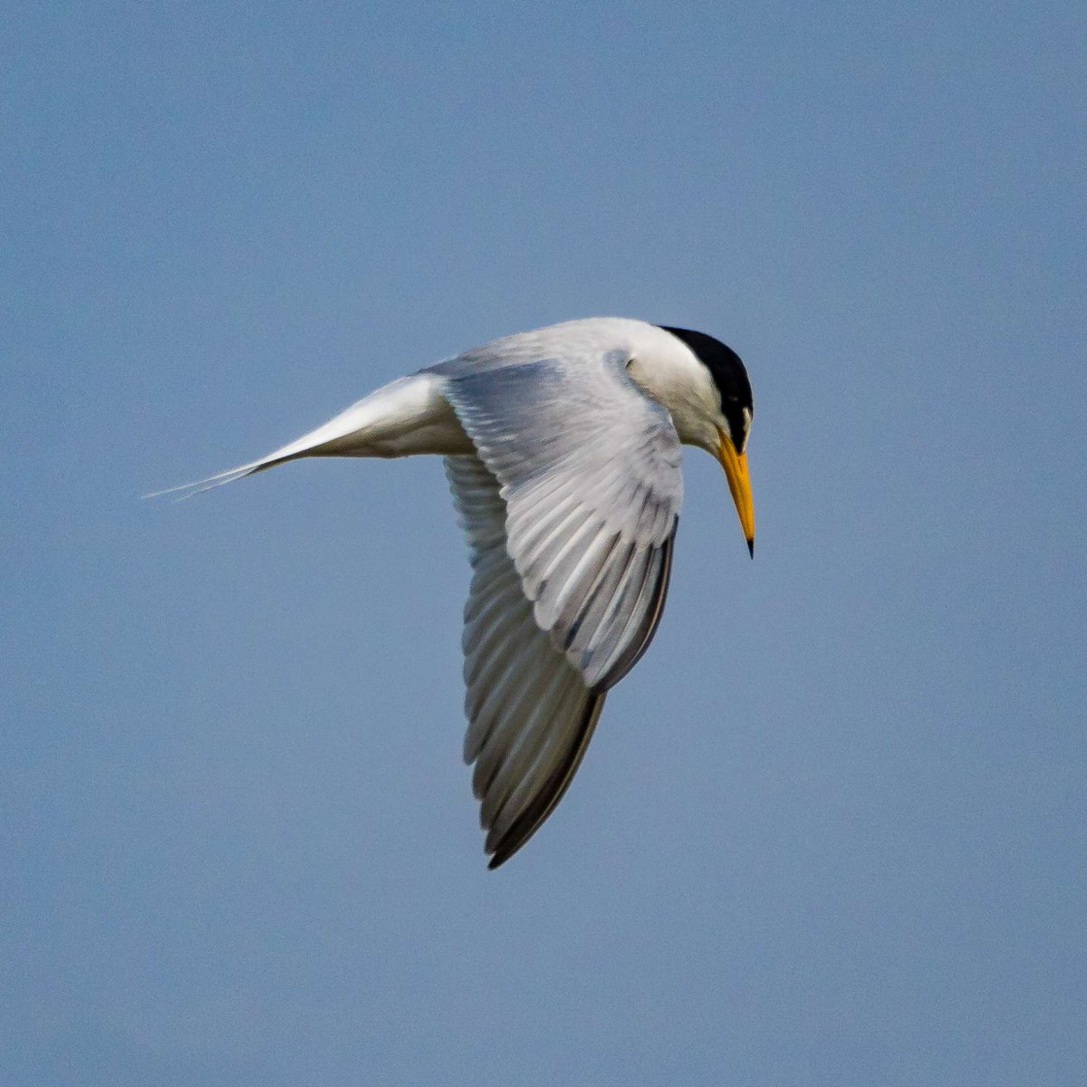 The Wild Bird Trust tweet media