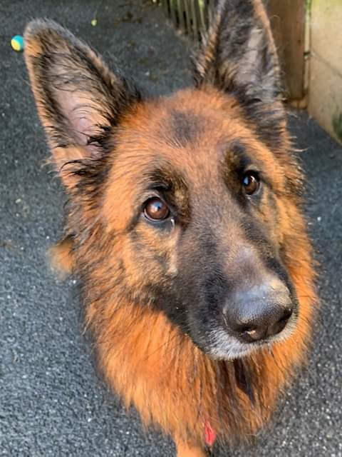 Very sadly after only 2 weeks in her new home Ruby is back with us. 
Ruby is such a complex little girl who needs a very specific home &amp; she is by no means an easy girl. 
NO NEGATIVE COMMENTS please as this couple really did try to make things work with Ruby. 
New write up soon.