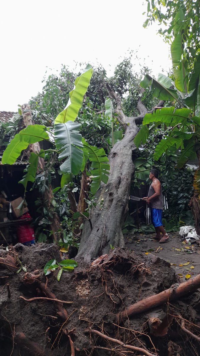 Dampak pohon tumbang a.l menimpa bangunan rumah warga, menutup akses jalan utama, menimpa jaringan listrik dan menimpa kabel telephon.
Evakuasi dilakukan oleh TRC BPBD, <a href="/damkarmatbantul/">PEMADAM KEBAKARAN & PENYELAMATAN</a> , Sar Sultan Agung, Hantu Gayam, Tagana, Relawan Manunggal, FPRB Setempat dan warga