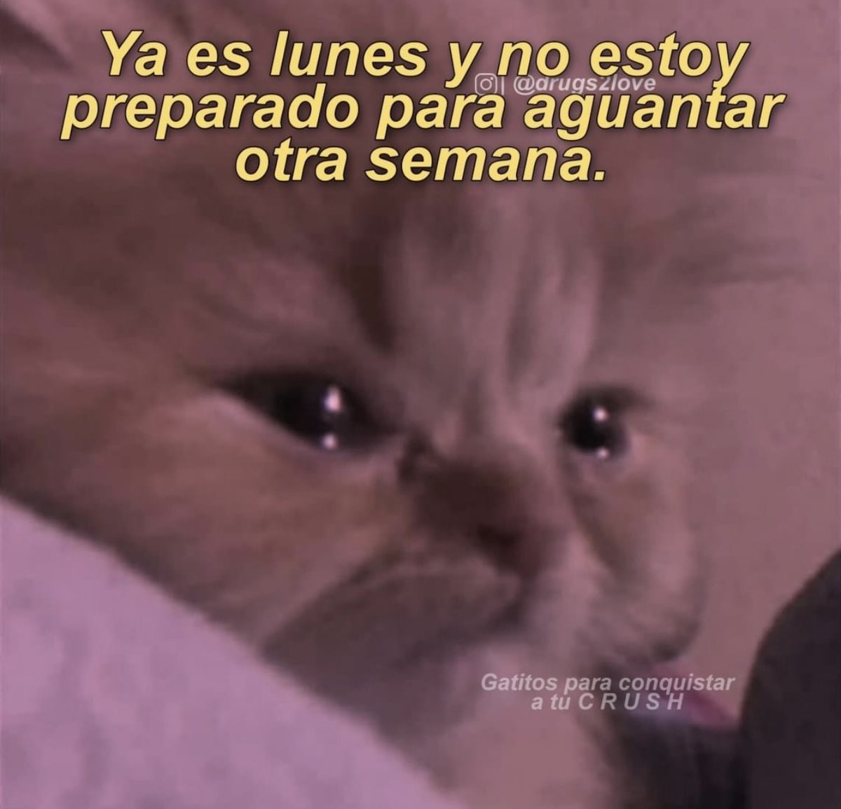 El Guarromántico (@guarromantico_) on Twitter photo 