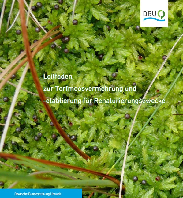 #Moore leisten einen wichtigen Beitrag zum #Klimaschutz und für die #Biodiversität. Im #DBUprojekt haben Forscher:innen der @WWU_Muenster untersucht, wie #Torfmoose in Hochmooren für die Renaturierung genutzt werden können. Die Ergebnisse findet ihr hier: dbu.de/doiLanding1685…
