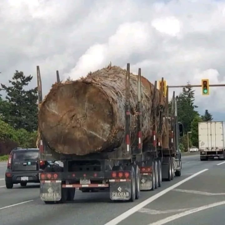 “Resistí los mayores ataques y desafíos. En el silencio, acuné, protegí e inspiré a generaciones”.

“Daba sombra gratis, agua, casa, oxígeno. Durante siglos... hasta que encontré al ser humano”.  😩