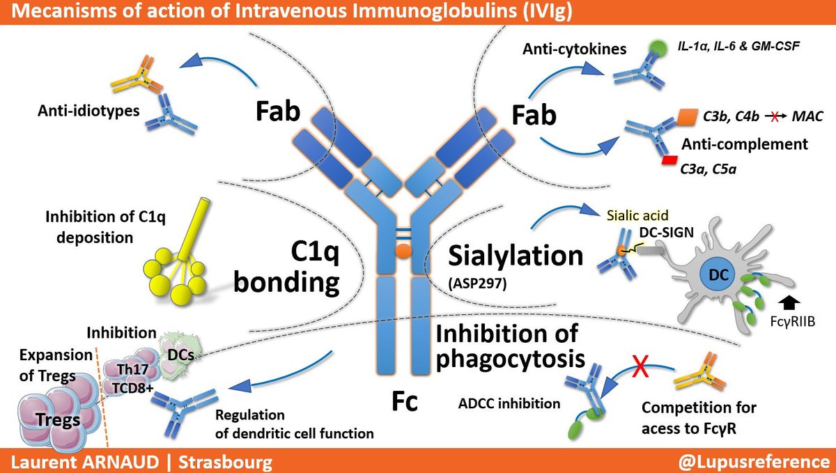 ✅ I'm sure you're curious to learn more about the mechanisms of action of intravenous #immunoglobulins (ivIg) ➡️ don't miss my talk at #SNFMI Marseille on the 8th of December at 13:00 CEST 👍