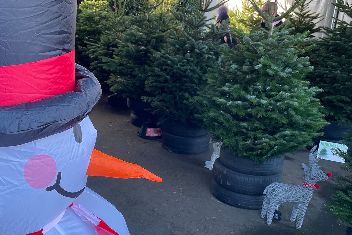McCreathBerwick's tweet photo. Have you got your #Xmas tree yet? 
On sale from today at North Road, Berwick, garage until they are gone ....  
Prices from £30 ... and trimmed and packaged while you wait .... https://t.co/ZQsKFX0Yip
