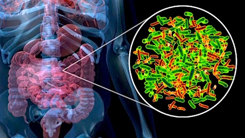 #Clostridium is a gram-positive #bacterium that can be found in a variety of forms. 
More @ 5mp2.short.gy/6QvOQ7
#Hospitals #Laboratories #Health #botulism #healthcare #radiography #antibodies #chromatography #biotech
