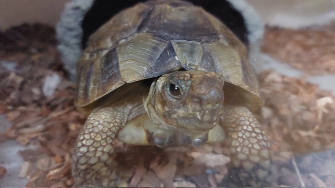 掃除したら起きちゃったカメ見て 